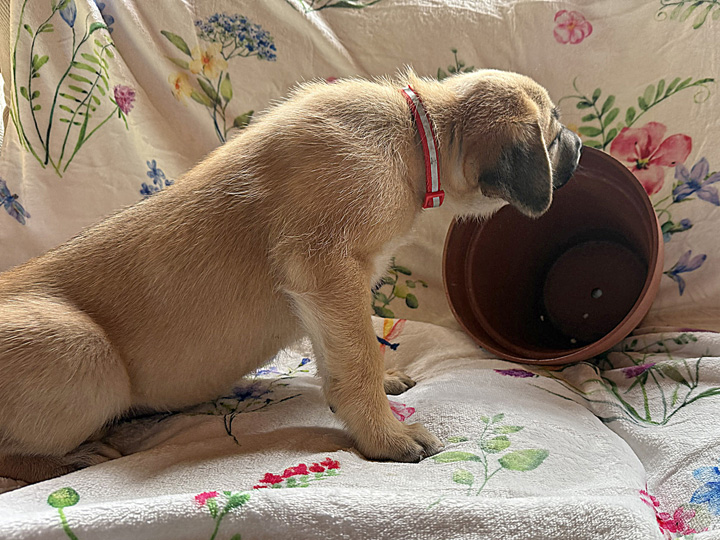 chinook puppy
